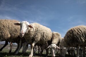 Τρία νέα κρούσματα αφθώδους πυρετού στη Λέσβο