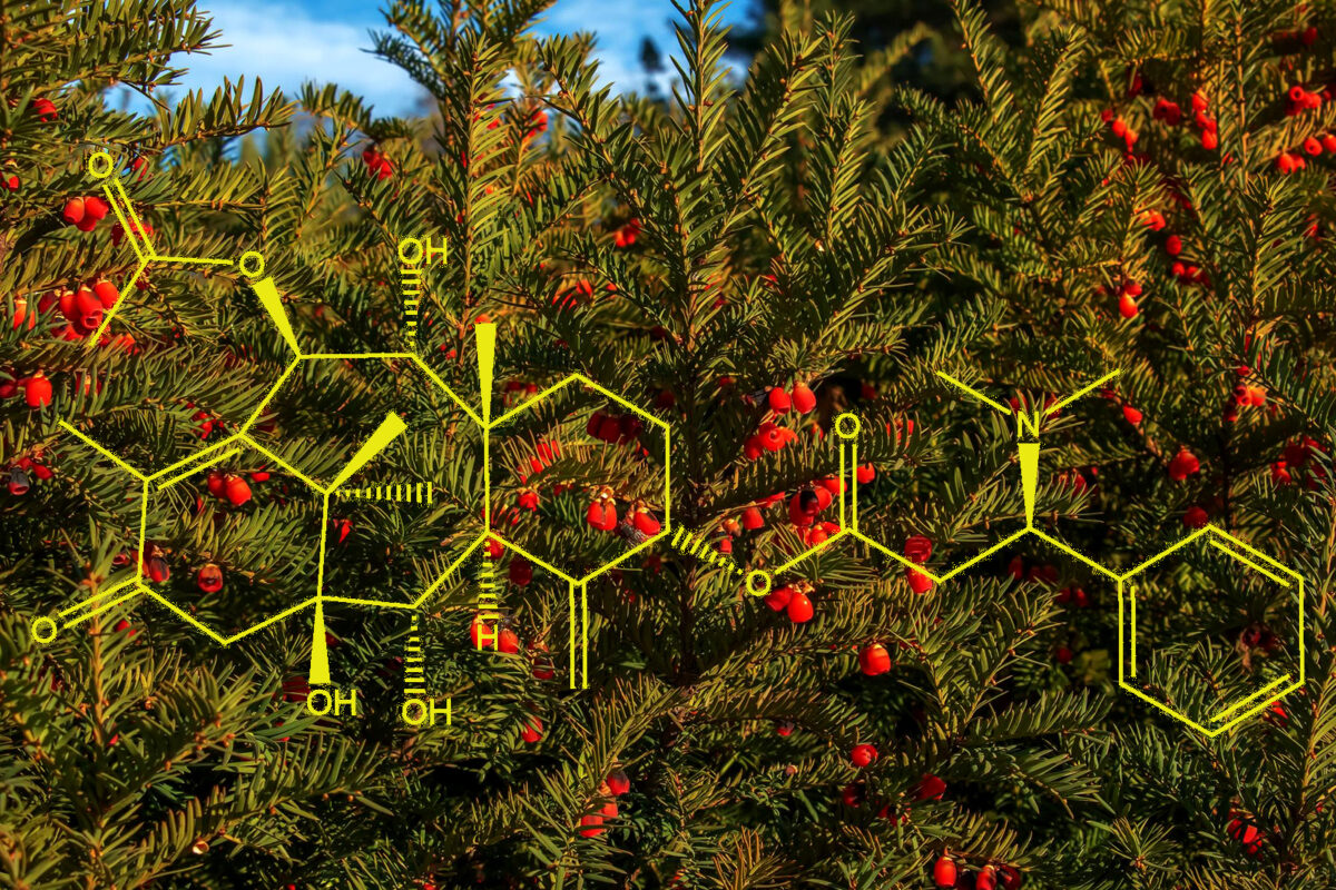 Ίταμος - Taxus baccata