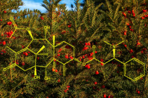 Ίταμος: Ένα δέντρο με ρίζες (και) στον Όλυμπο τα βάζει με τον καρκίνο