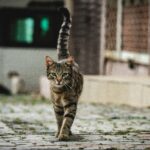 Η γάτα σου μεταφέρει πολλές περισσότερες ασθένειες από όσες νομίζεις