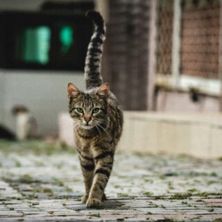 Η γάτα σου μεταφέρει πολλές περισσότερες ασθένειες από όσες νομίζεις