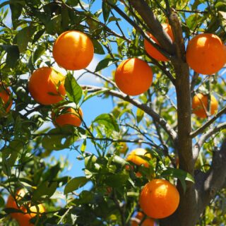 Ενισχύει όντως η Βιταμίνη C την προστασία από τον ήλιο;