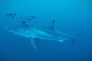 Δύτες κατέγραψαν για πρώτη φορά μεγάλο λευκό καρχαρία στη Μεσόγειο