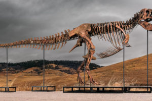 Ο Gus, ο T. rex των $30 εκατ. βγαίνει σε δημοπρασία και η νέα εξαφάνισή του ανησυχήσει ξανά τους επιστήμονες