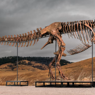 Ο Gus, ο T. rex των $30 εκατ. βγαίνει σε δημοπρασία και η νέα εξαφάνισή του ανησυχήσει ξανά τους επιστήμονες
