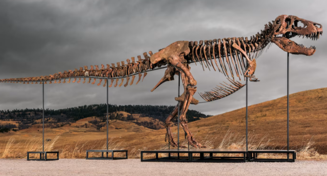 Ο Gus, ο T. rex των $30 εκατ. βγαίνει σε δημοπρασία και η νέα εξαφάνισή του ανησυχήσει ξανά τους επιστήμονες