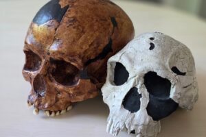 Νέα μελέτη ανατρέπει όσα πιστεύαμε για το ανθρώπινο κρανίο