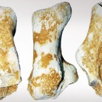 Πτέρνα αρκούδας 3.000.000 ετών βρέθηκε στα Γρεβενά