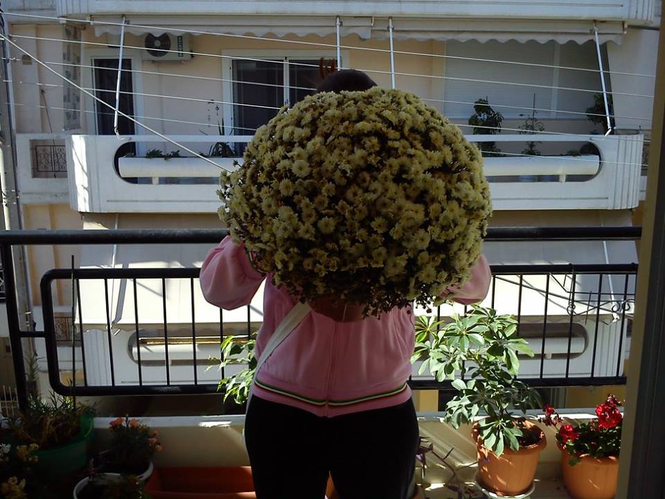 Χρυσάνθεμα