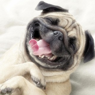 Γιατί τα προφίλ ζώων στα social media δεν έχουν πια τόση πλάκα