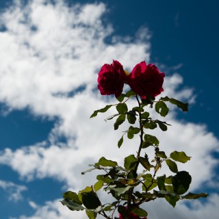 Το πιο φτηνό φυτώριο της Αθήνας βρίσκεται στην Ιερά οδό