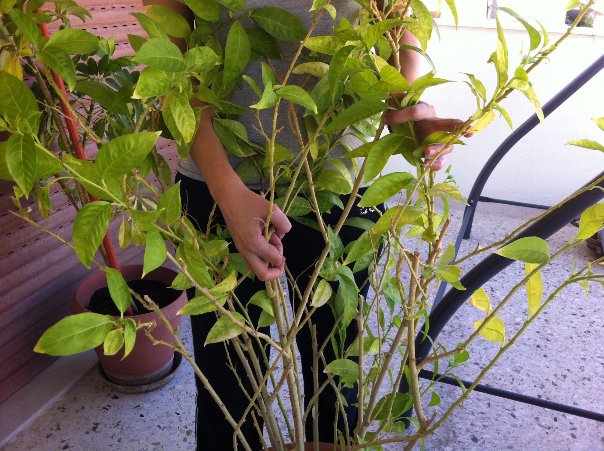 Νυχτολούλουδο