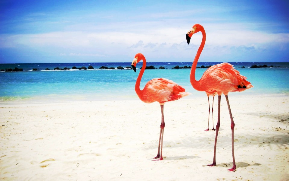 Pink-Flamingos-On-Beach