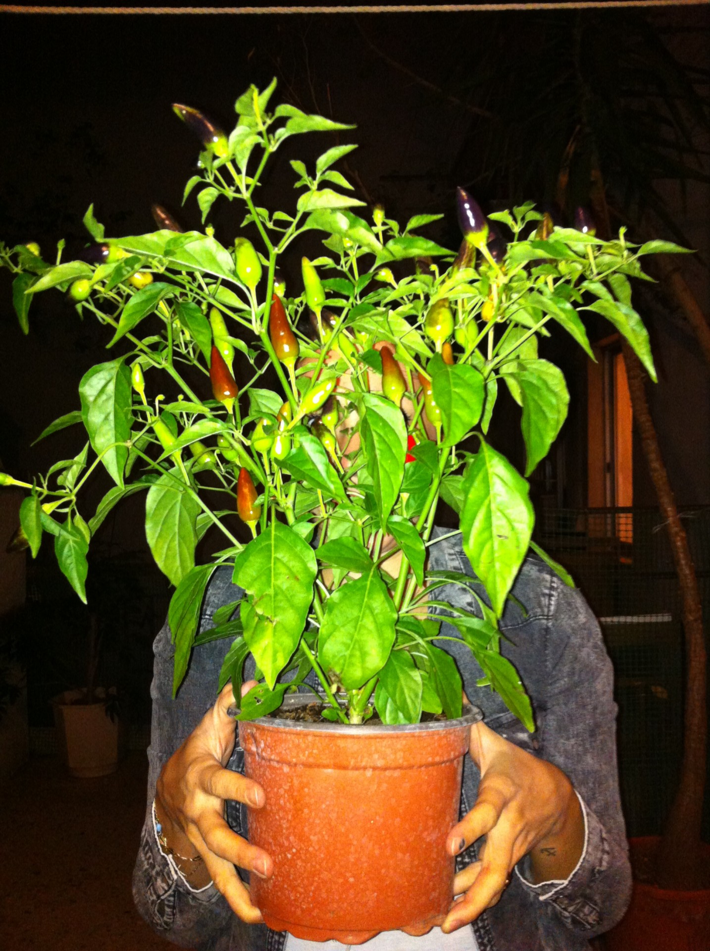 Πιπερίτσες