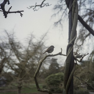 Robin Hood (a small one)