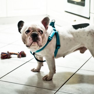 H Νίκη και ο Bonno