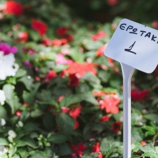 Λίγα λουλούδια αν θέλεις στείλε μου