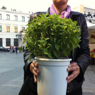 Δείξε μου το φυτό σου, να σου πω ποιος είσαι!