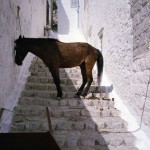 «Δεν είναι γαϊδουράκι, αλλά μουλάρι»: Ο δήμαρχος Ύδρας υπερασπίζεται το φόρτωμα του ζώου με το ψυγείο