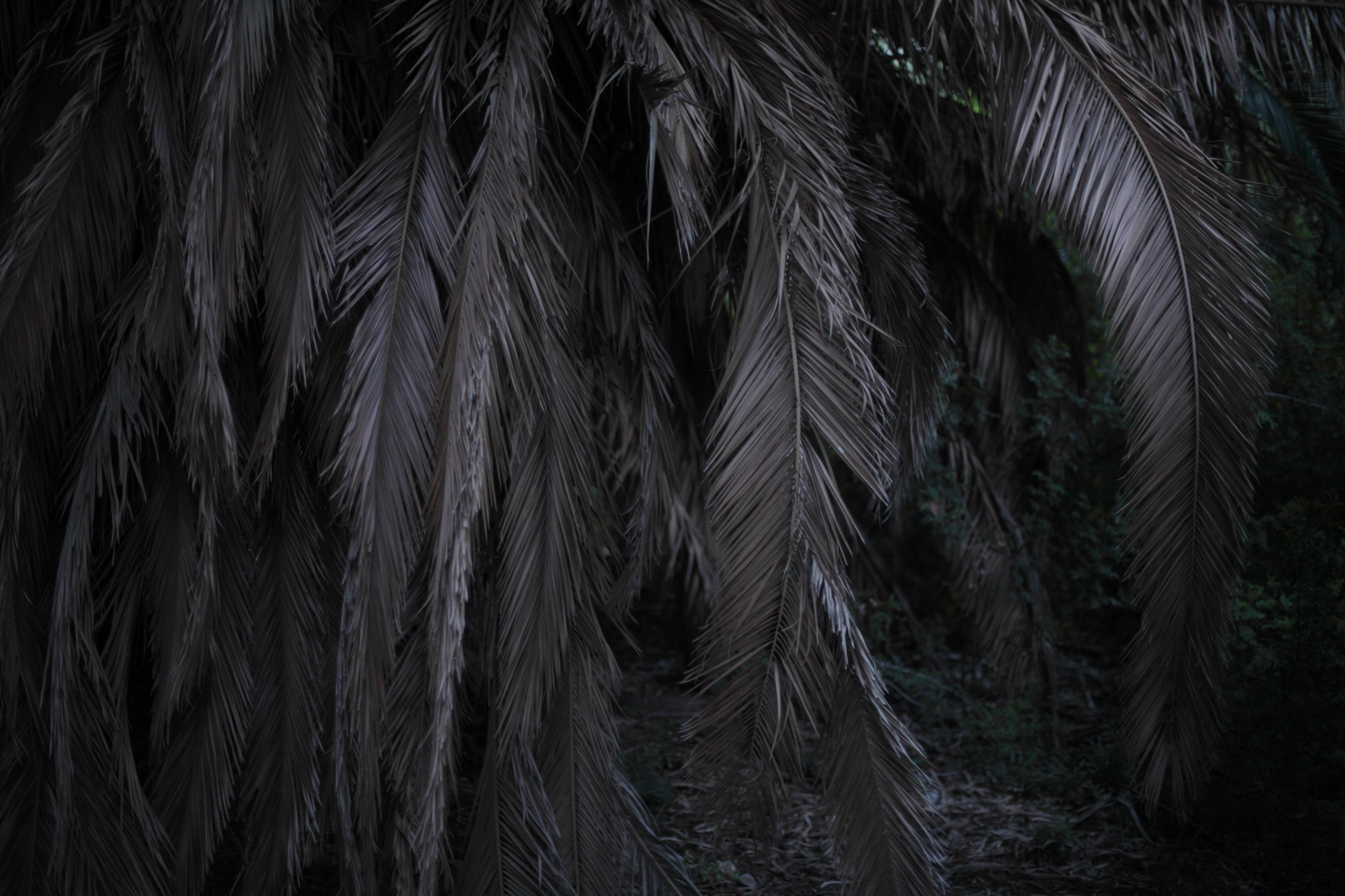 fos0901099-foinikas-natasa