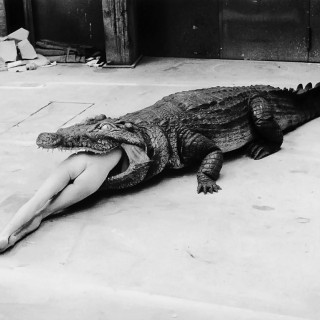 ΣΟΚ και ΔΕΟΣ: Κροκόδειλος καταπίνει μπαλαρίνα