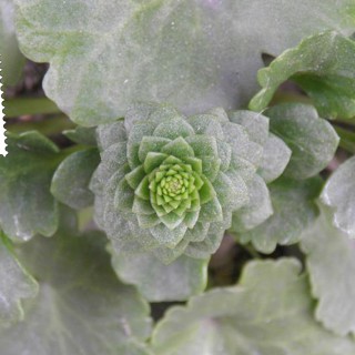 Η Μπραζίλια είναι εκεί και η Οκτάνα δεν φάνηκε ακόμη.