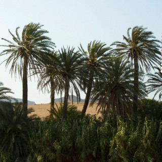 Είμαι ένα δέντρο μια φοινικιά, σ’ ένα νεκροταφείο της Μεσαριάς…