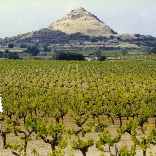 14 Αυγούστου 2014-Αττίλας 2: Τ’ αμπέλι. Το περιβόλι στα Σκάσματα.