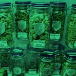 ΗΠΑ: Η μαριχουάνα μπορεί να κερδίσει την παχυσαρκία