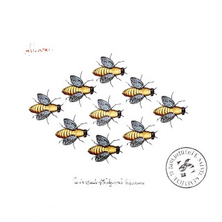 Ο αργός θάνατος των μελισσών