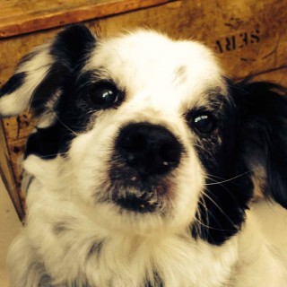 Ένα ζώο με έκανε άνθρωπο