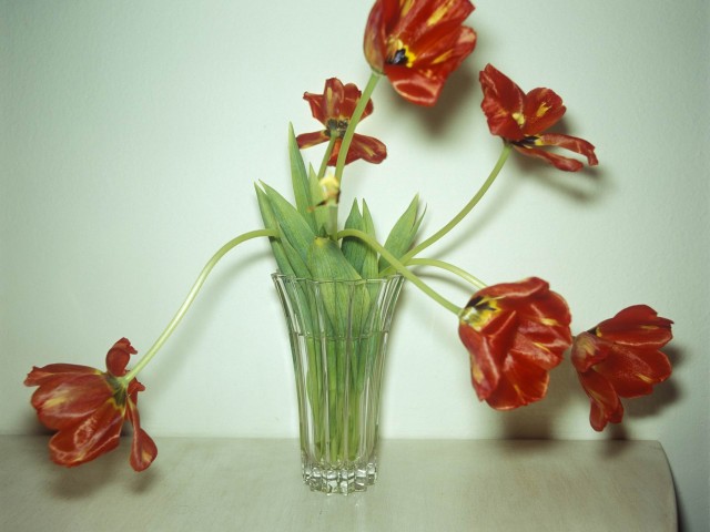 Τουλίπες σε βάζο
