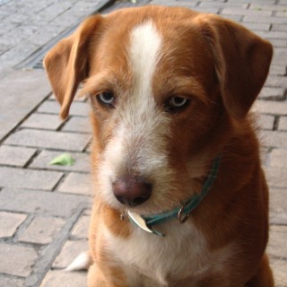 Ρέκβιεμ για ένα σκυλάκι