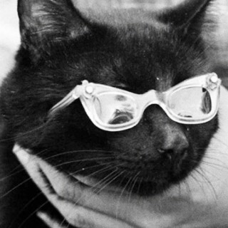 Oντισιόν μαύρης γάτας