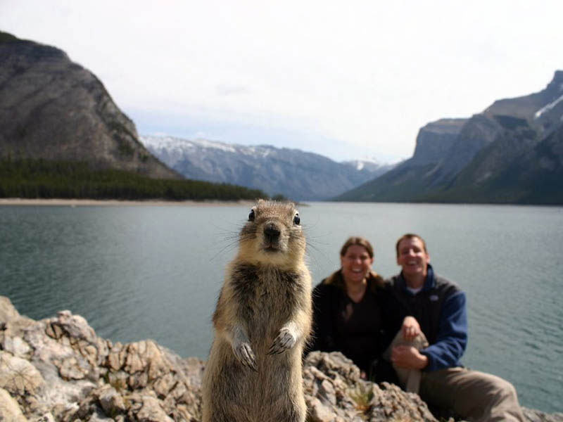 squirrel-photobomb