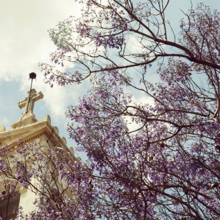 Τζακαράντες στην πλατεία Αγίας Ειρήνης