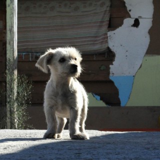 Οι Έλληνες πρέπει να πληρώσουν πρόστιμα και να μπούνε φυλακή για  να σταματήσουν να βασανίζουν τα ζώα