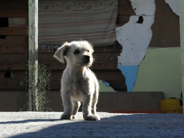 Οι Έλληνες πρέπει να πληρώσουν πρόστιμα και να μπούνε φυλακή για  να σταματήσουν να βασανίζουν τα ζώα