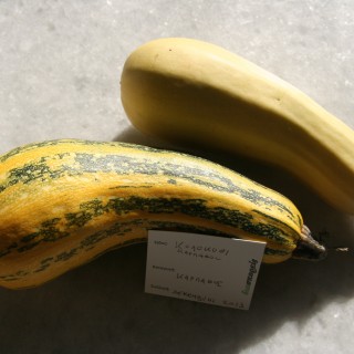 Οι Διασπορείς διασώζουν σπόρους σπάνιων παραδοσιακών ποικιλιών