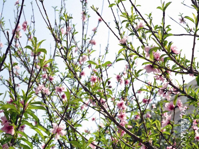 Η ιστορία της πηγής με τα ροδακινάνθια